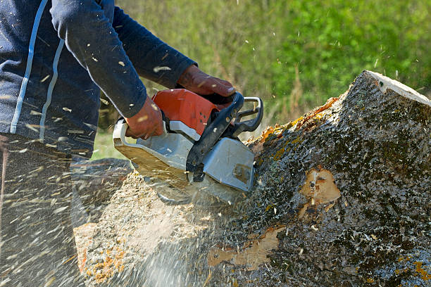 The Steps Involved in Our Tree Care Process in Lincolnton, GA